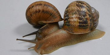 新西兰蜗牛求偶记：左撇子螺壳，寻找真爱破解谜题