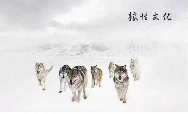 开天眼胸前的独特体验揭秘：探寻狼性文化的全新视角