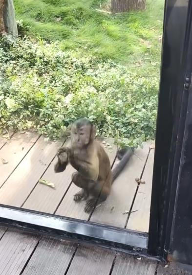 黑帽悬猴砸墙大挑战！三面玻璃墙等你破，动物园惯犯新技能解锁
