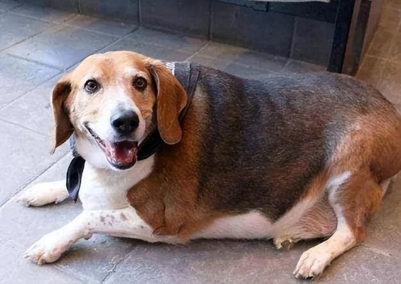 胖狗128斤遭车祸毫发无损！专家提醒：科学减肥保健康