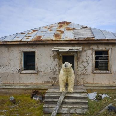北极熊奇袭废弃科考站，无人机捕捉趣味瞬间震撼来袭