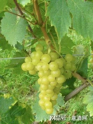 狂熊夜袭葡萄园，一夜独吞50串阳光麝香葡萄挑战来袭！