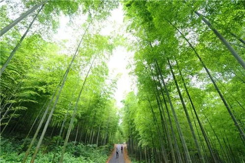 林间漫步新造型，申才恩清凉自然引热捧