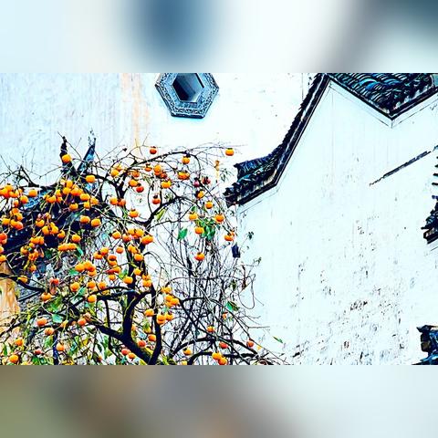 青春热血燃黄山，2025英雄联盟手游高校联赛巅峰回忆录