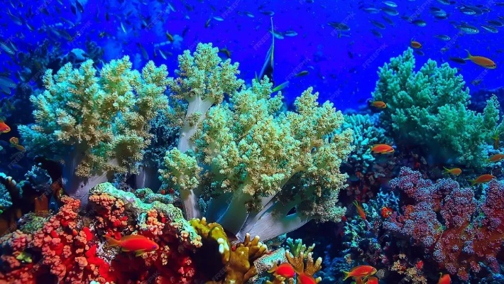 地球气候临界点告急：珊瑚大规模死亡警示全球
