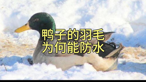 羽毛妙用大揭秘，解锁《逃离鸭科夫》新价值