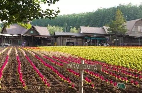 自动化农场高效盈利秘籍：掌握全新赚钱策略