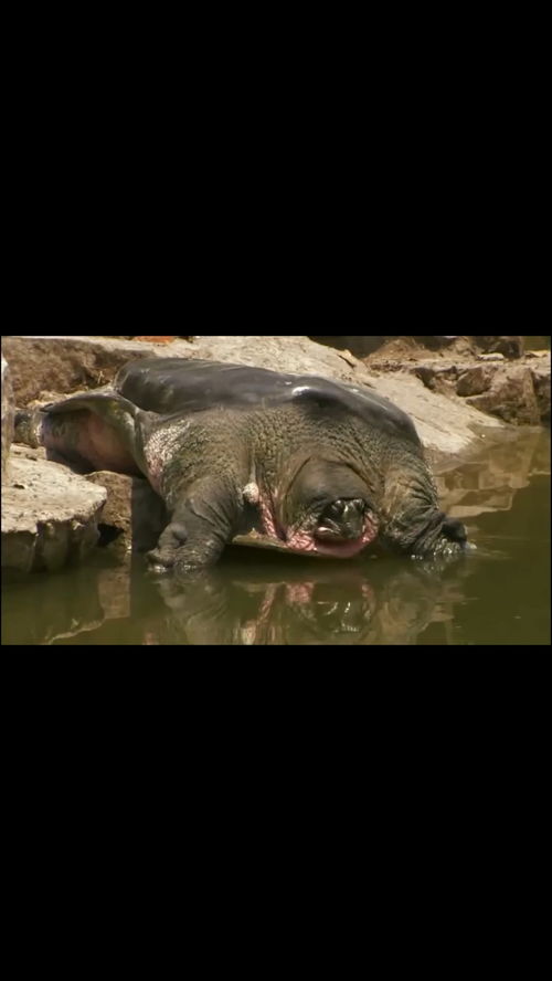 光电伞蜥寻家秘境攻略：探秘宝可梦Z-A独特房源