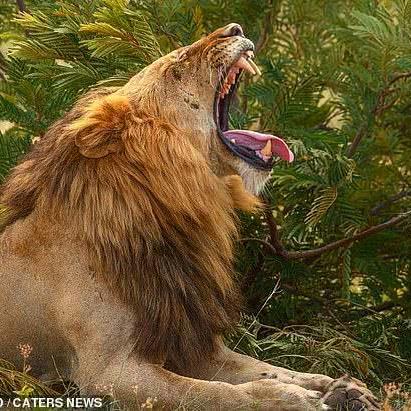 未来1999攻略揭秘：鬃毛邮报新玩法深度解析