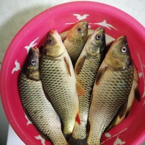 山海奇遇记：鳙鳙鱼进化奥秘，探寻神秘新形态