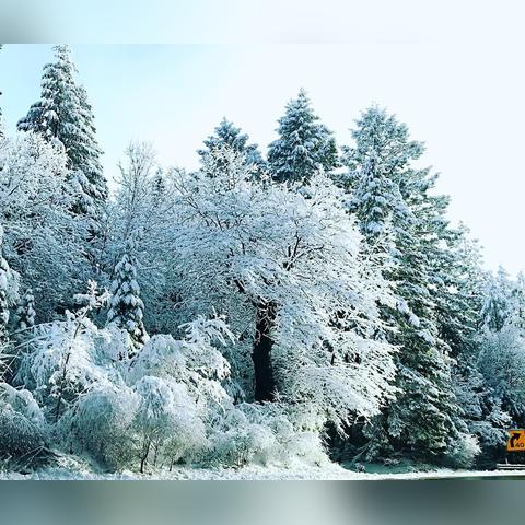 华夏千秋叶狼高效攻略，掌握全新战斗技巧！