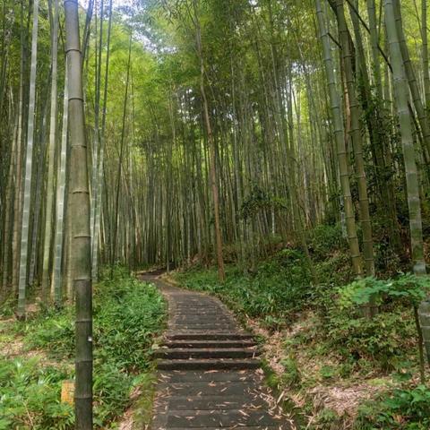 花园秘境兑换码大揭秘，解锁新世界宝藏！