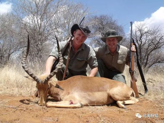 非洲狂猎秘籍：神射手动物图鉴全解析