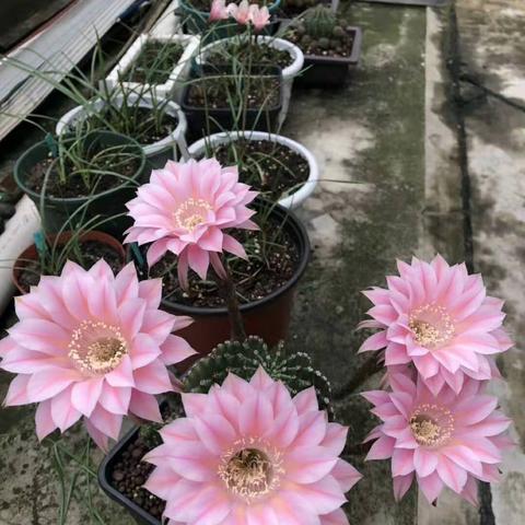 银与绯主线15-8攻略：高效通关秘籍，解锁全新游戏体验