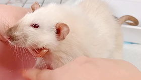 米姆米姆哈燃尾虎孵化秘籍，轻松解锁最强萌宠新技能