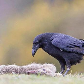 《胜利女神新希望》渡鸦养成攻略：全面解析与抽取技巧揭秘