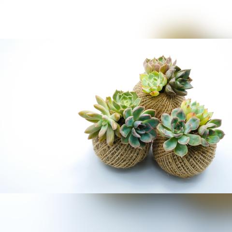 轻松掌握《植物大战僵尸3》官服下载，体验全新游戏乐趣