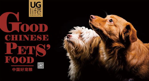 《时间旅者重生曙光》寻猫秘境攻略：成就解锁全猫咪位置技巧揭秘