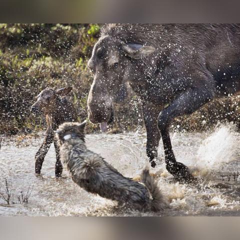 《饿狼传说》肯胜利独白解析：群狼之城霸主风采再现