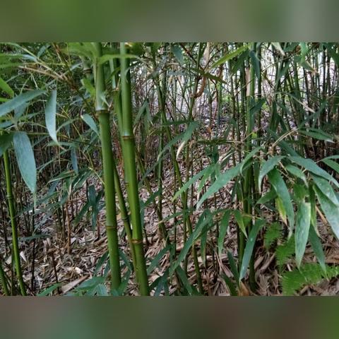 《明末渊虚之羽》探秘：竹笋妙用与熊猫商人神秘踪迹