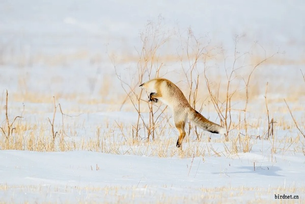超自然捕捉攻略：揭秘小狐狸高效应对技巧