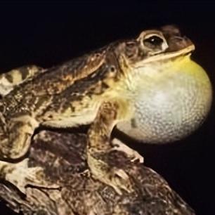 蛤蟆应对攻略：高效捕捉技巧解析