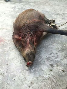 高效攻略：土拨鼠应对与捕捉技巧解析