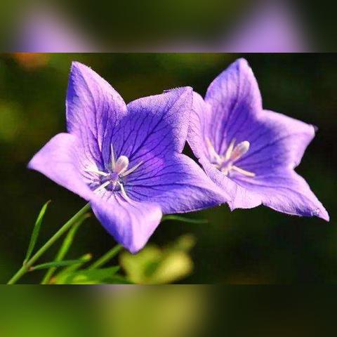 《蓝色星原旅谣》开服主角揭秘，图鉴抢先览新风采