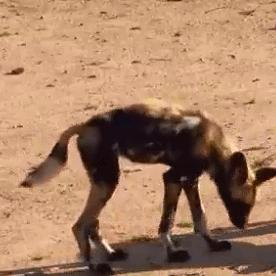 《怪物猎人荒野》1.021龟壳流BD攻略：全新构筑解析，高效狩猎技巧揭秘