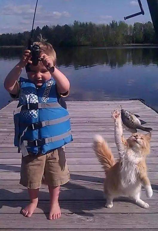 《猫猫钓游记》攻略：钓游新体验，价格揭晓玩法详析