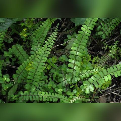 《饥荒》高性价比食谱，揭秘饱腹神器！