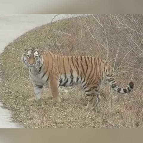 《王之凝视》十通攻略：深度解析难度十通关秘籍