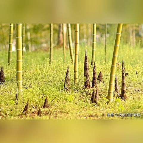 《明末渊虚之羽》全笋精位置速查攻略，解锁竹笋全收集秘籍