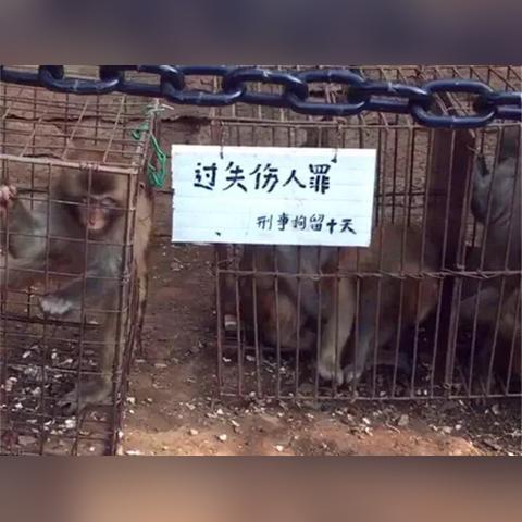 《禁闭求生2》全饰品攻略：高效获取秘籍解析