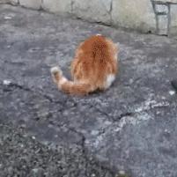 《王之凝视》兵种属性解析，揭秘独特技能新价值