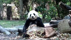 僰人古都笋精寻宝秘籍：笋精藏匿位置大揭秘