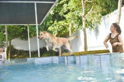 爱犬欢乐戏水照，"祖国人"演员泳池温馨互动