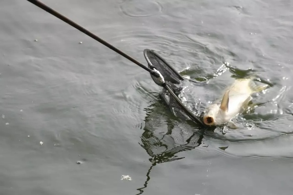 剑星新手必看！钓鱼技巧大揭秘，轻松捕获珍稀鱼儿