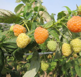 色彩揭秘：探秘PEAK树莓可食用之谜