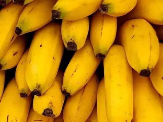 香蕉食色大揭秘：揭秘哪些香蕉可入口