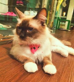 猫咪摄影展领跑秘境，《剑星》新视角探秘打卡圣地