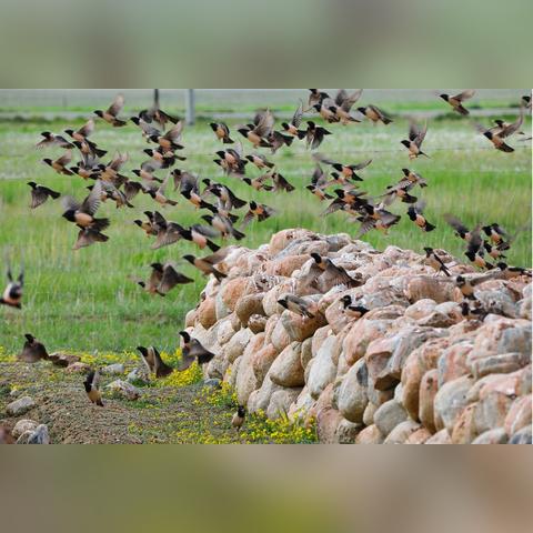 探索《动物栏》新联动：青蛙空之绿洲，开启奇幻牧场之旅
