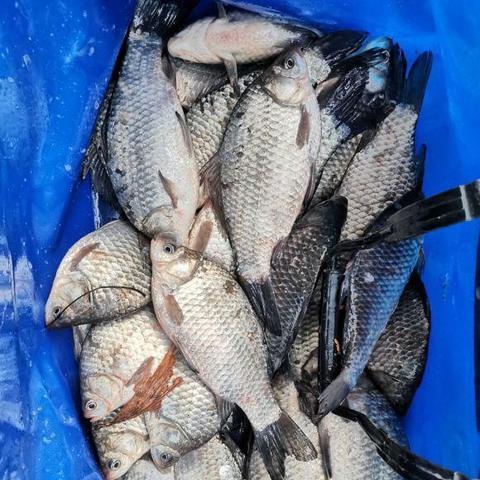 气温影响揭秘：深度解析《死亡搁浅2》温度负面效应新策略