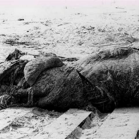 《死亡搁浅2》无伤攻略：巧用新技巧轻松击败巨型章鱼