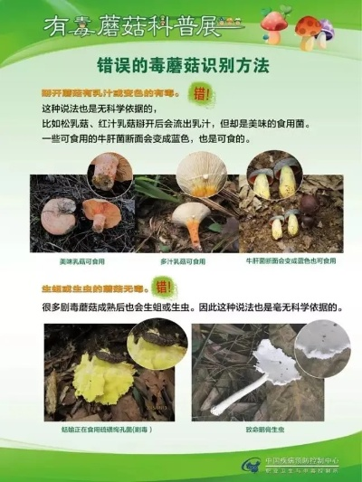 毒蘑菇识别技巧：PEAK方法教你辨真伪