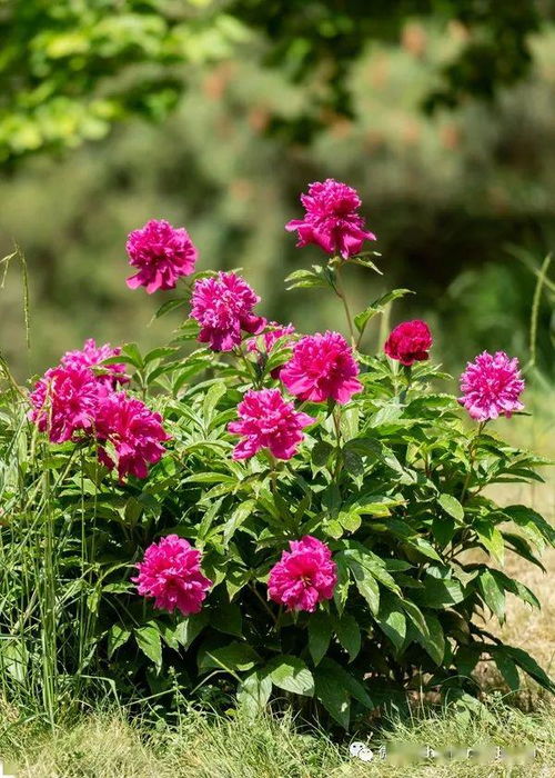 《剑星》独门秘籍：芍药独酌服装轻松获取攻略