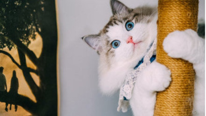 《剑星》寒城猫拍秘籍：猫咪摄影展攻略全解析