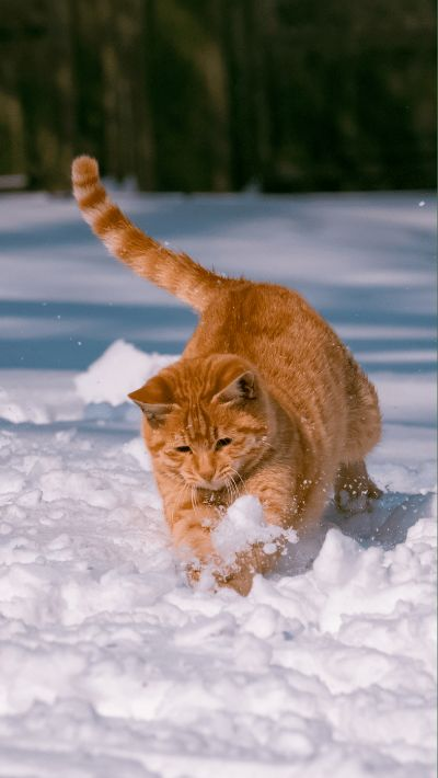 猫咪摄影展独家攻略：揭秘《剑星》拍照秘境