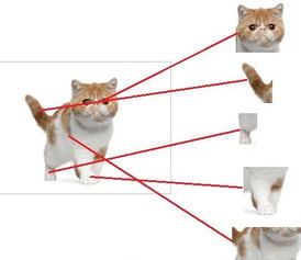 《剑星》神经元链接服攻略+猫咪摄影展猫咪分布全解析，一网打尽！