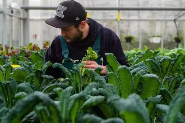 莱恩岛高效种植秘籍：掌握生存农业新技能